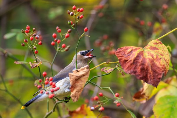 Cedar Waxwing