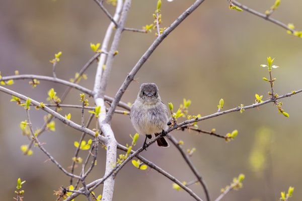 Bushtit