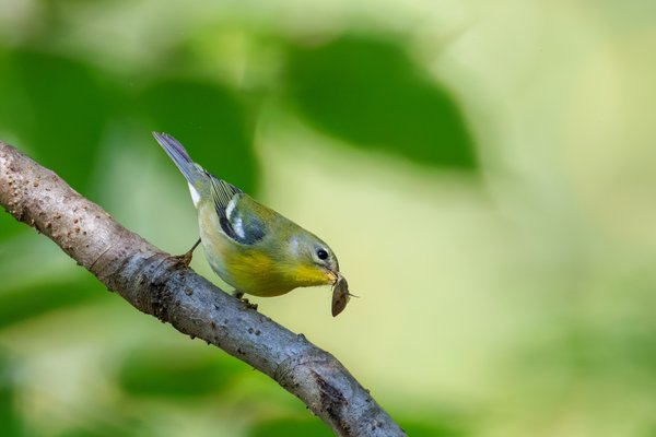 Northern Parula
