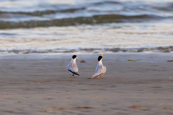 Least Tern