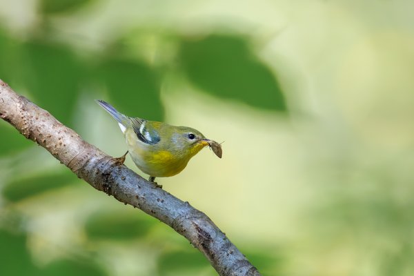 Northern Parula