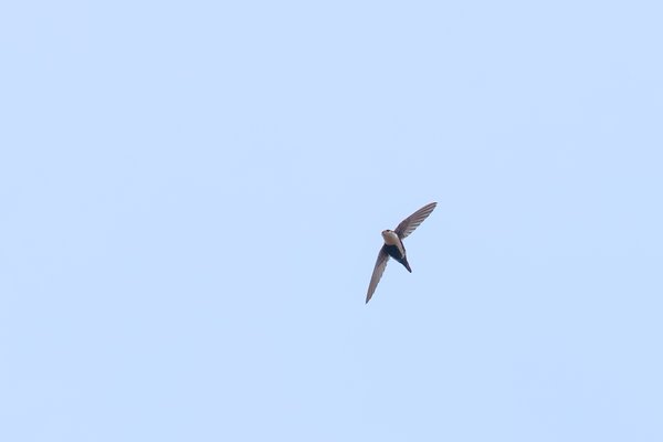 White-throated Swift