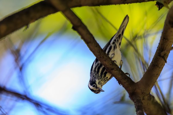 Black-and-white Warbler