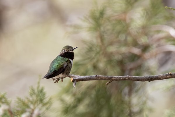 Black-chinned Hummingbird