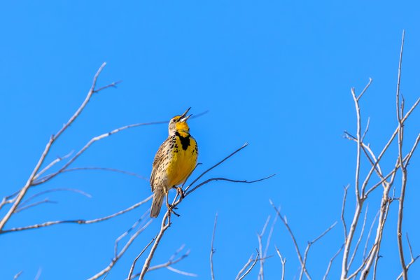 Western Meadowlark
