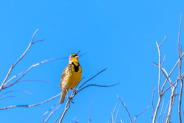 Western Meadowlark