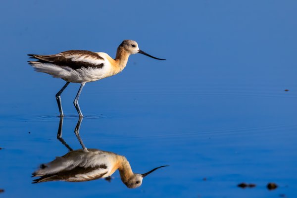 American Avocet