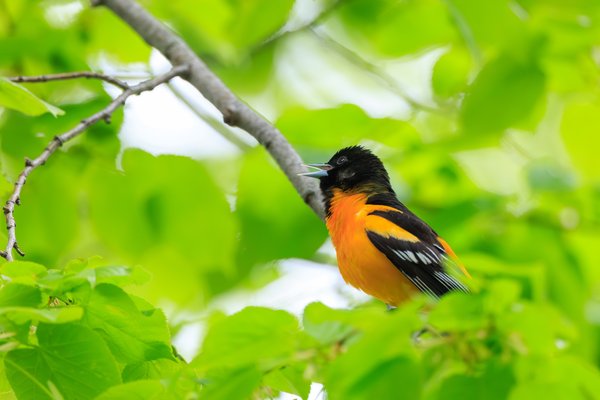 Baltimore Oriole