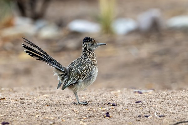Greater Roadrunner