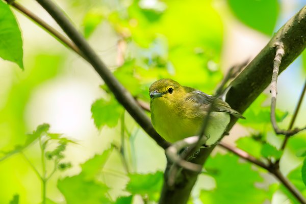 Tennessee Warbler