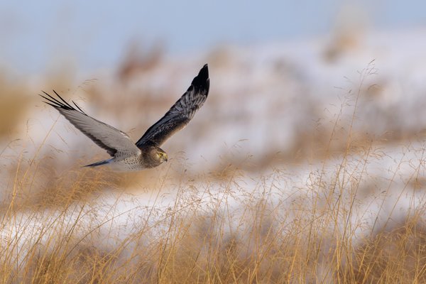 Northern Harrier