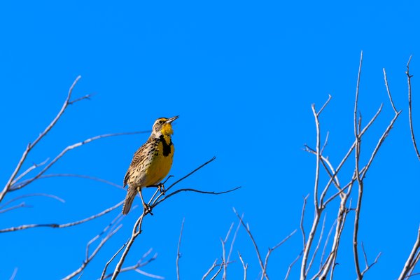 Eastern Meadowlark