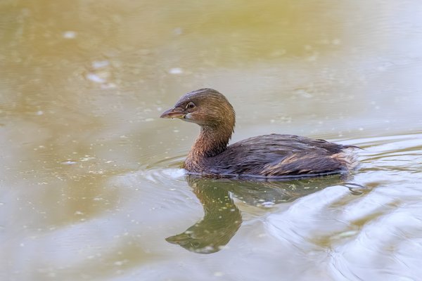 Pied-billed Grebe