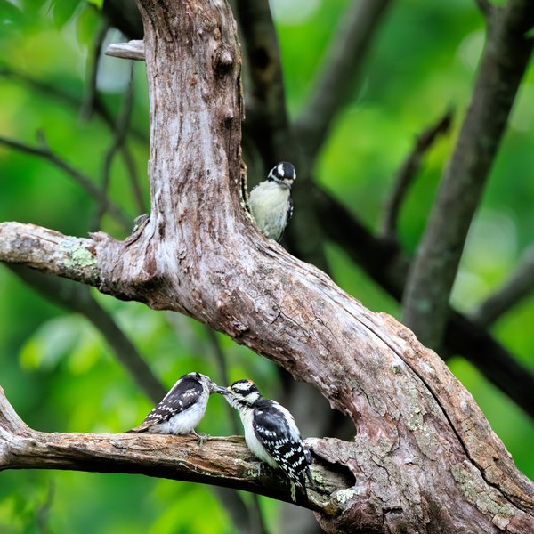 Downy Woodpecker