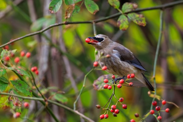 Cedar Waxwing