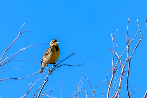 Eastern Meadowlark