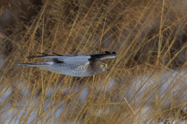 Northern Harrier