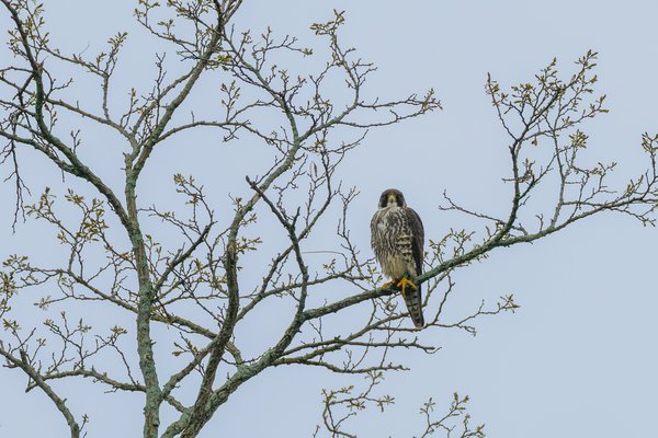 Peregrine Falcon