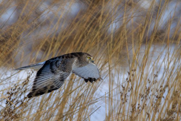 Northern Harrier