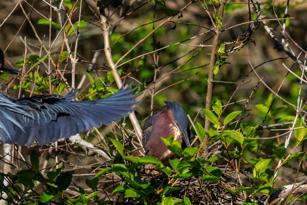 Green Heron