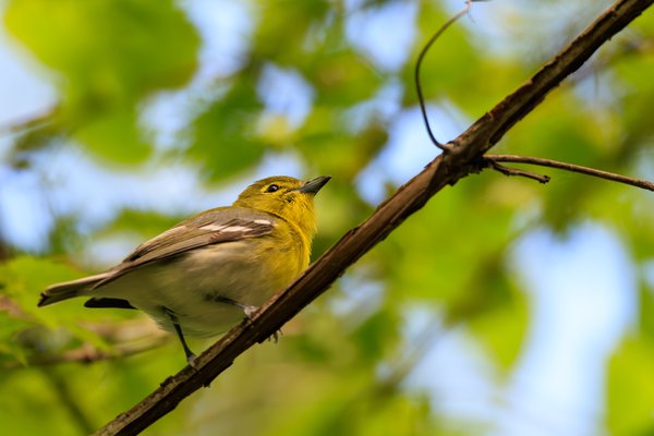 Philadelphia Vireo