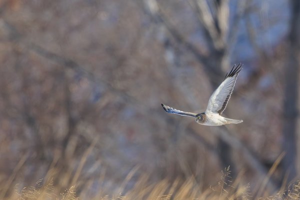 Northern Harrier