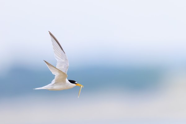 Least Tern