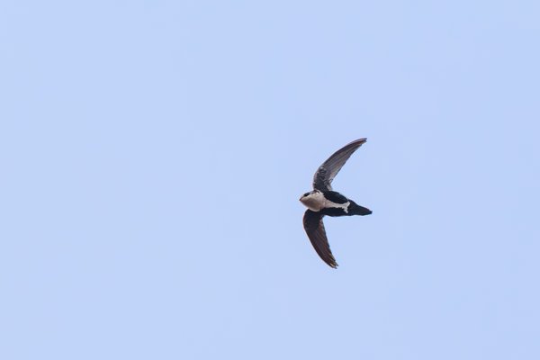 White-throated Swift