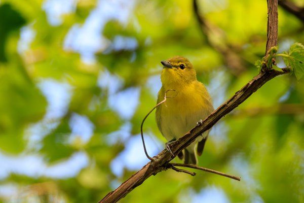 Philadelphia Vireo