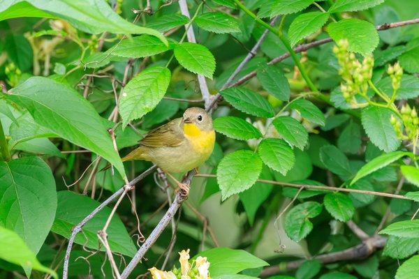 Common Yellowthroat