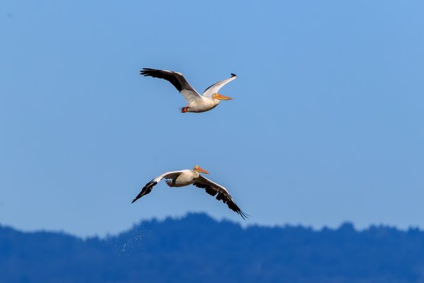 American White Pelican