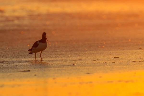 American Oystercatcher