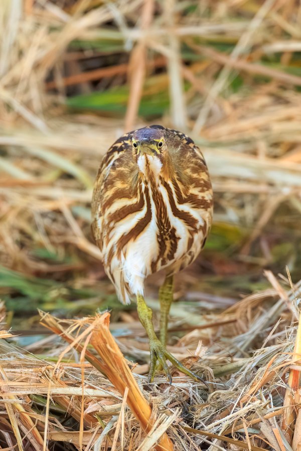 American Bittern