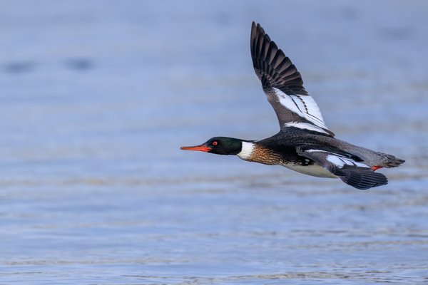 Red-breasted Merganser