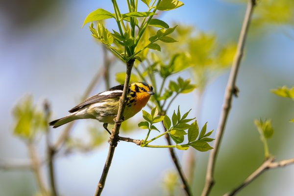 Blackburnian Warbler