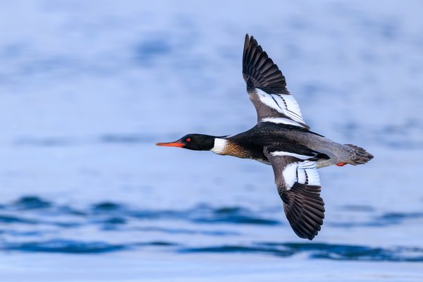 Red-breasted Merganser
