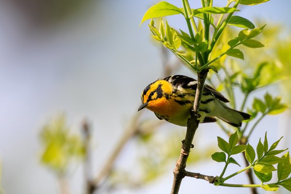 Blackburnian Warbler
