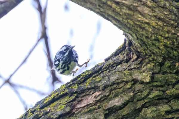 Black-and-white Warbler
