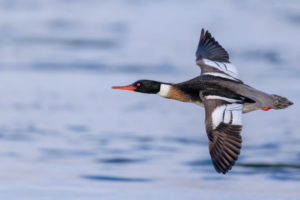 Red-breasted Merganser