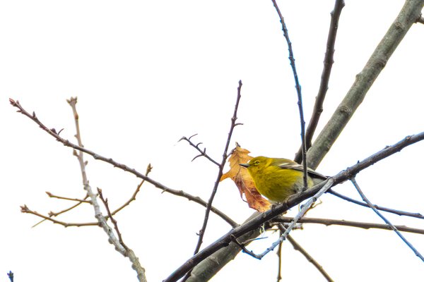 Pine Warbler