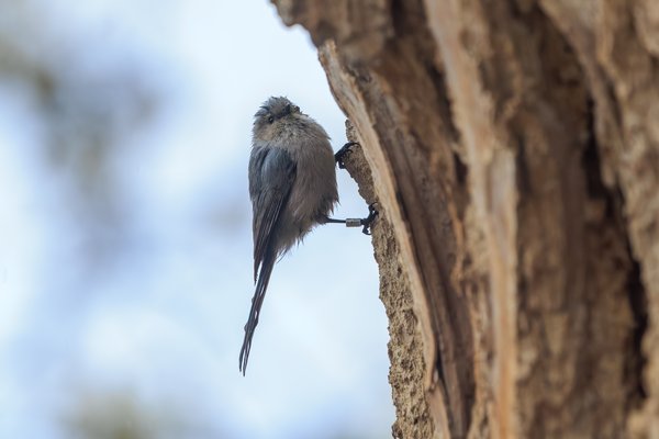Bushtit