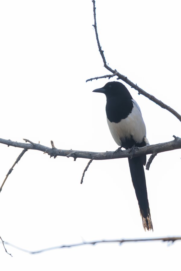 Black-billed Magpie