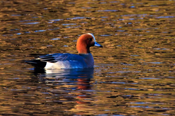 Eurasian Wigeon