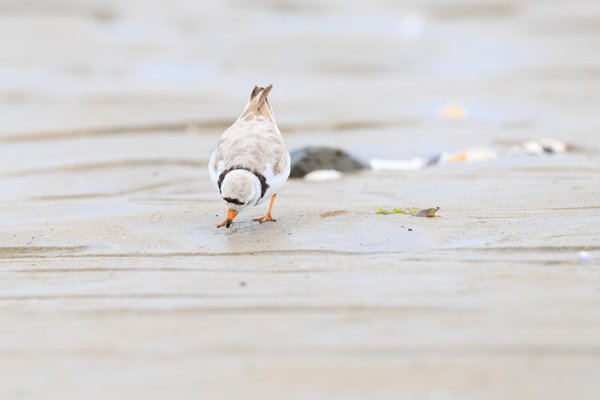 Piping Plover