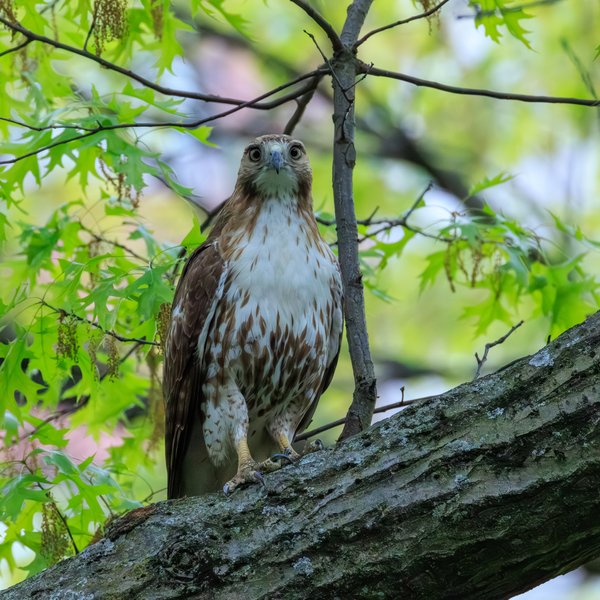 Red-tailed Hawk