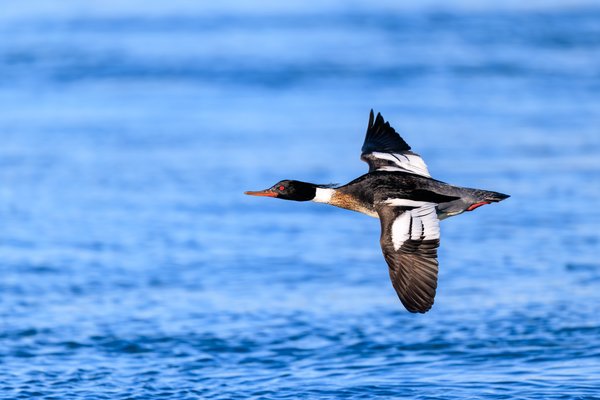 Red-breasted Merganser