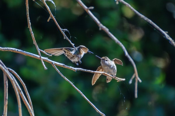 Anna's Hummingbird