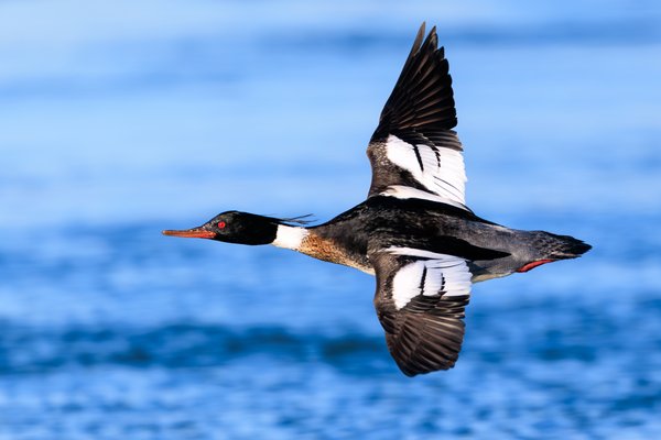Red-breasted Merganser