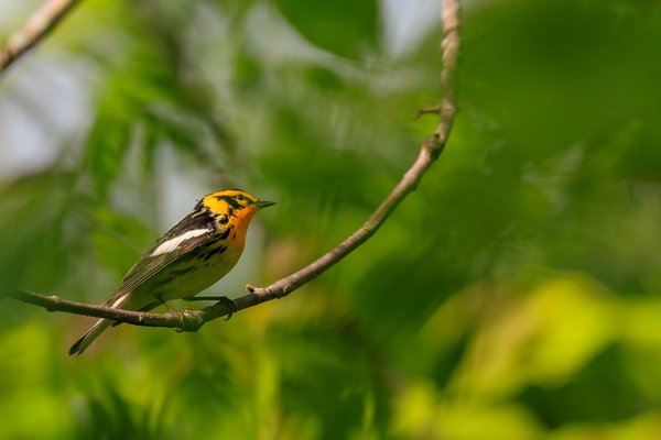 Blackburnian Warbler