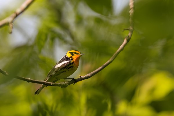 Blackburnian Warbler